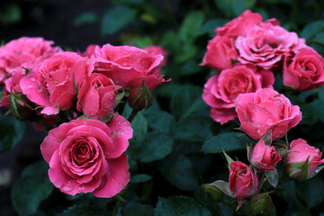 very beautiful bush of bright pink roses with drops of water on flowers after rain