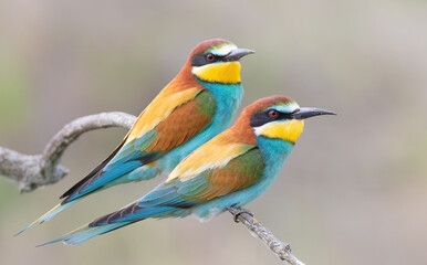 European bee-eater, Merops apiaster. A male and a female sit side by side on a branch. Close-up of the birds