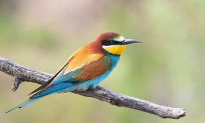 European bee-eater, Merops apiaster. A bird sits on a branch against a beautiful blurred background