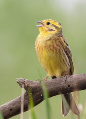 Yellowhammer, Emberiza citrinella. The male bird sings while sitting on a beautiful branch