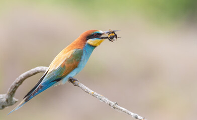 Obraz premium European bee-eater, Merops apiaster. A bird holds its prey in its beak
