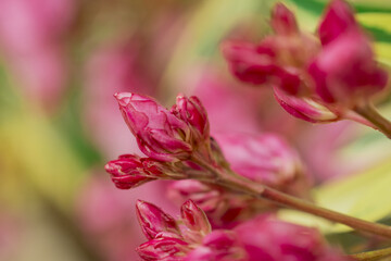 The bright red nerium oleander flowers are so beautiful