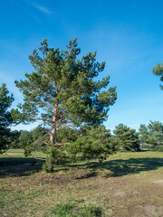 Single Pine tree