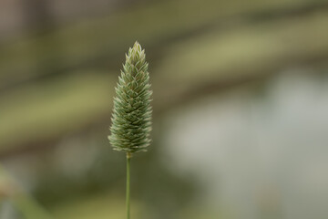 Obraz premium Meadow and hay field of envornmental conservation, beauty in nature