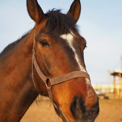 Rural landscape and animals. Close-up portrait of a brown horse. Leningrad region, Russia.