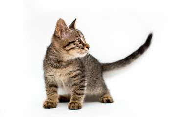 A kitten on a white background looks away. Gray cat isolated. Pet