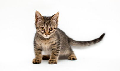 Fototapeta premium A kitten on a white background looks away. Gray cat isolated. Pet