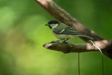 Fototapeta premium Great tit
