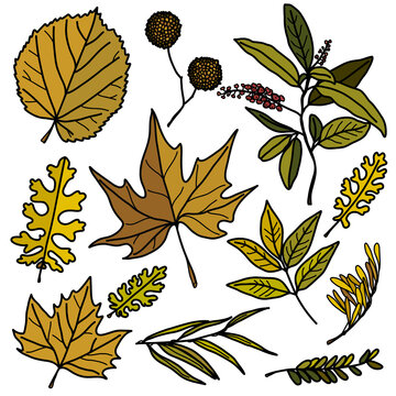 Autumn leaf set - sycamore, linden, ash, maple and other twigs. Leaves for patterns, stickers, prints and decor