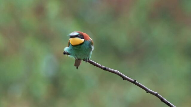 European bee-eater (Merops apiaster) flies away from the perch, slow motion shot. It's very close.