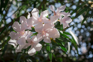 The bright red nerium oleander flowers are so beautiful