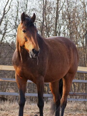 Rural landscape and animals. Portrait of an adult brown horse. Leningrad region, Russia.