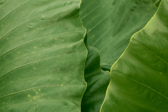 close up of exotic green leaves 