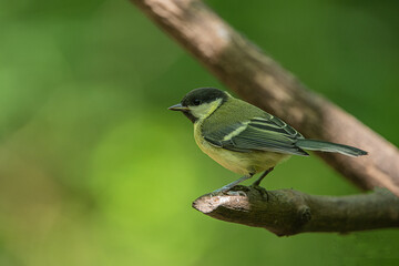 Great tit
