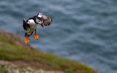 Puffin landing