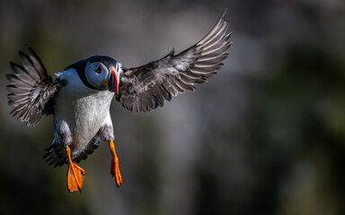 Puffin coming in for landing