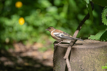 chaffinch