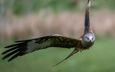 Close up of red kite swooping