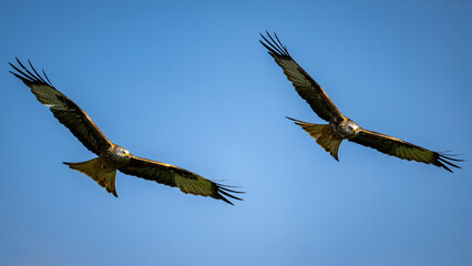 Red kites in flight