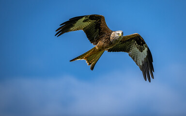 Red kite in flight