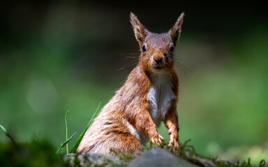 Red squirrel portrait