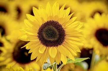 sunflower close up