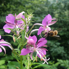 THE BEE POLLINATES A FLOWER
