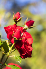 Obraz na płótnie Canvas Red rose 