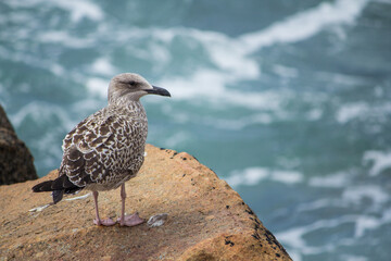 Gaivota