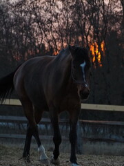 Rural landscape and animals. Close-up portrait of a dark-colored horse against the backdrop of a beautiful sunset. Leningrad region, Russia.