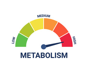 High metabolism level on measuring scale, instrument scale with arrow. Control health, care and determine on tachometer, speedometer, indicator, gauge. Infographic counter. Vector illustration - obrazy, fototapety, plakaty