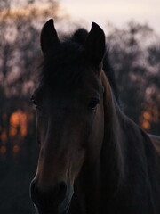 Obraz premium Rural landscape and animals. Close-up portrait of a dark-colored horse against the backdrop of a beautiful sunset. Leningrad region, Russia.