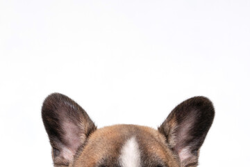 French bulldog ears isolated on white background.