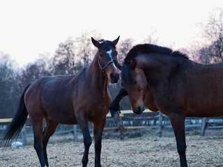 Obraz premium Rural landscape and animals. Walking adult horses of brown and gray color. Leningrad region, Russia.