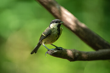Obraz premium Great Tit