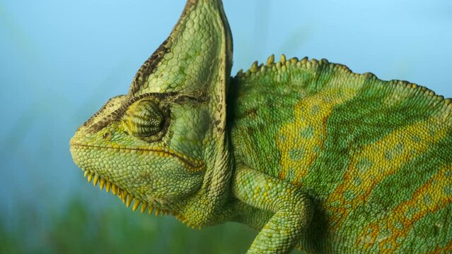 Close-up of an elderly bright green chameleon sitting on branch and looking around in background green grass and blue sky. Veiled chameleon or Yemen chameleon (Chamaeleo calyptratus)