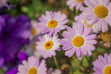 White and pink daisy flowers in the park