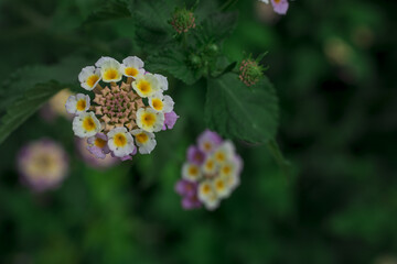 The bright red nerium oleander flowers are so beautiful