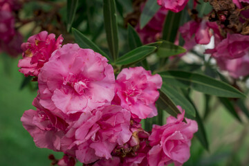 The bright red nerium oleander flowers are so beautiful
