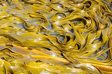 Still closeup of seaweed in the southern ocean on the shore of the Catlins in New Zealand © Martin