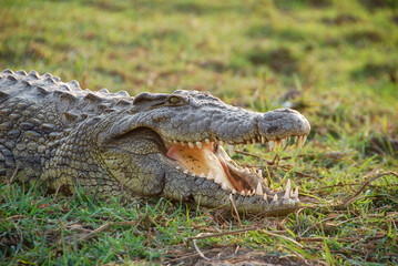 Crocodile relaxing on the river banks of Chobe River in Botswana