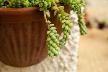 Potted Sedum Morganianum succulent plant on the wall