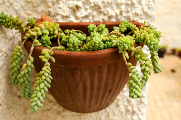 Potted Sedum Morganianum succulent plant on the wall