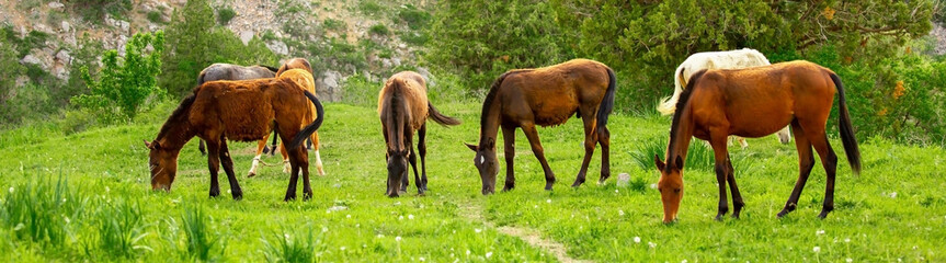 Fototapeta premium Horse and newborn foal on the background of mountains, a herd of horses graze in a meadow in summer and spring, the concept of cattle breeding, with place for text.