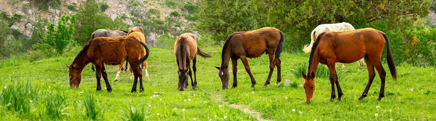 Horse and newborn foal on the background of mountains, a herd of horses graze in a meadow in summer...