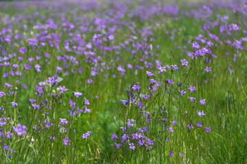  Carpet of bright blooming bluebells in a meadow