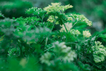 Fresh green curly parsley after the rain. Greenery in the garden. Selective focus