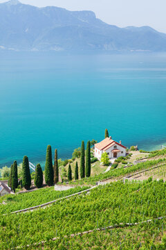Beautiful sunny landscape with vineyards near lake and mountains