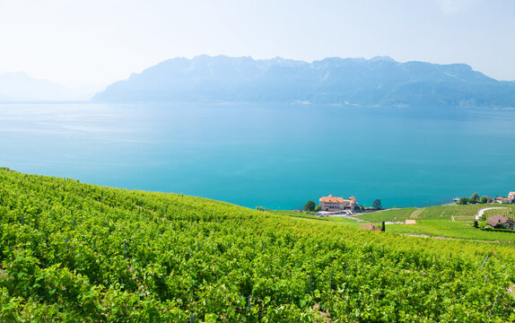 Beautiful sunny landscape with vineyards near lake and mountains