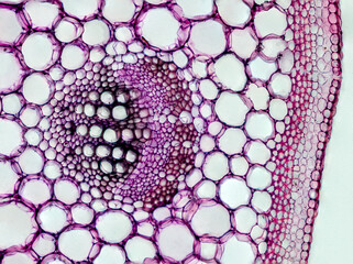 plant stem cross section under the microscope - optical microscope x200 magnification